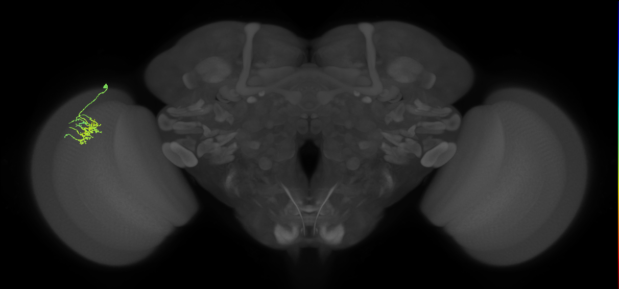 Dm11_L (MaleCNS:11086)