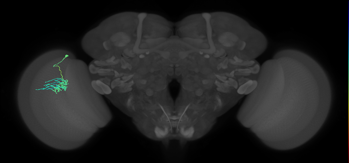 Dm11_L (MaleCNS:532927)