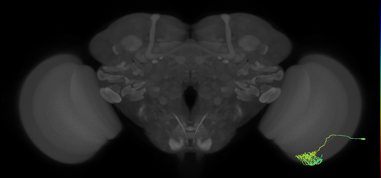 Dm11_R (MaleCNS:57029)