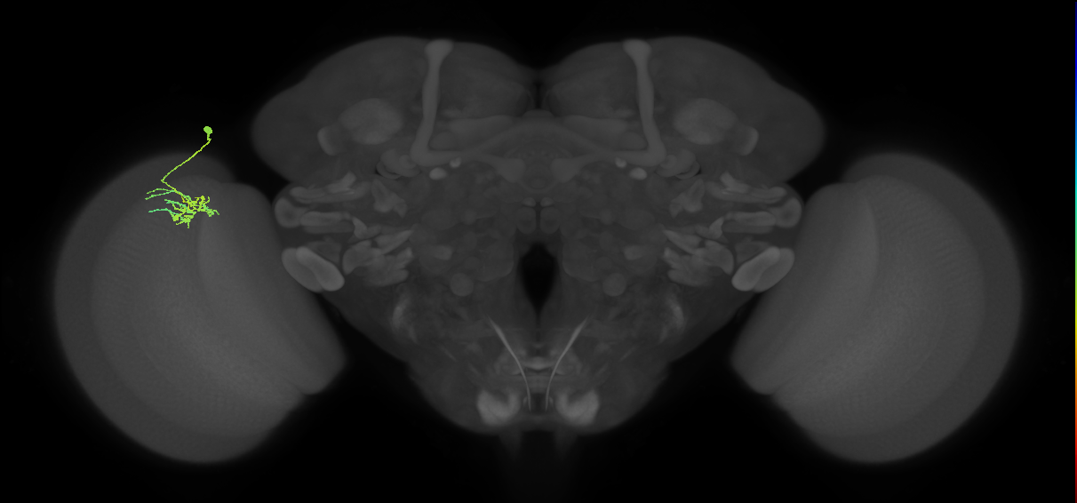 Dm11_L (MaleCNS:106476)