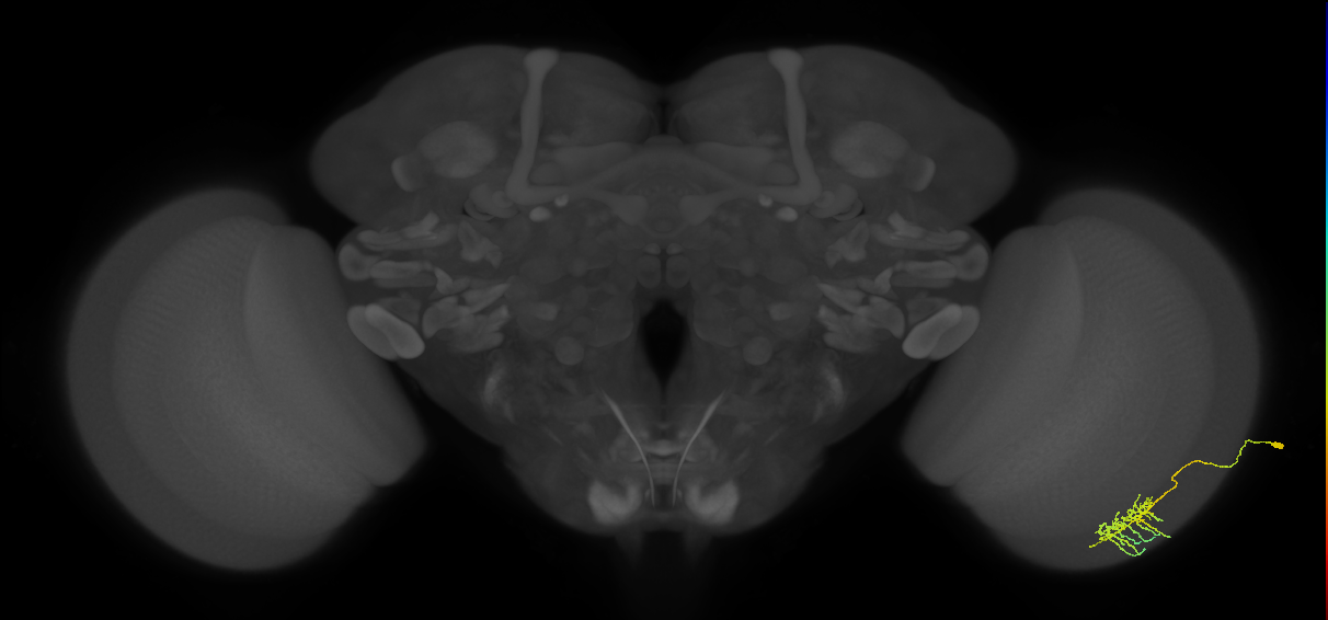 Dm11_R (MaleCNS:76515)