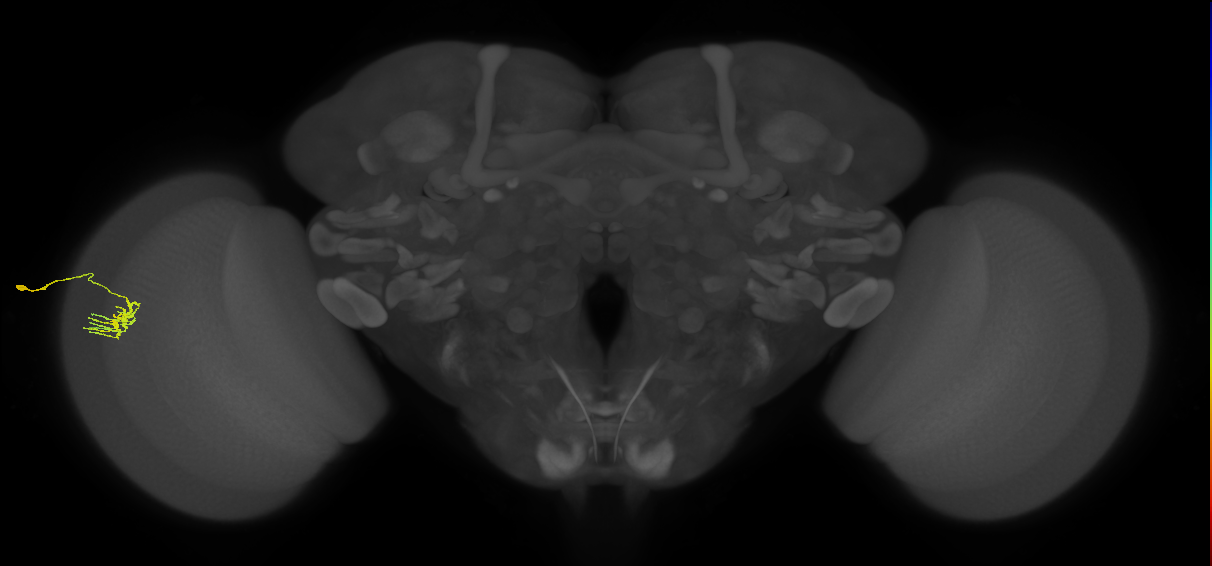 Dm11_L (MaleCNS:45150)