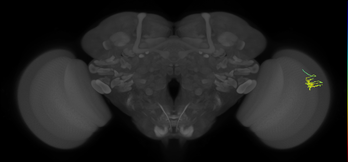 Dm11_R (MaleCNS:119667)