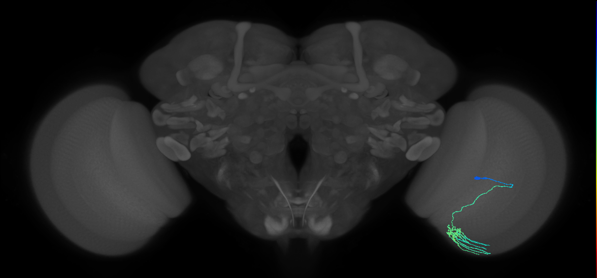 Dm11_R (MaleCNS:75043)