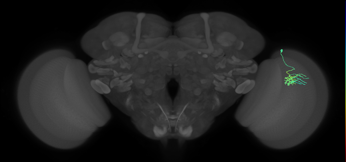 Dm11_R (MaleCNS:69312)