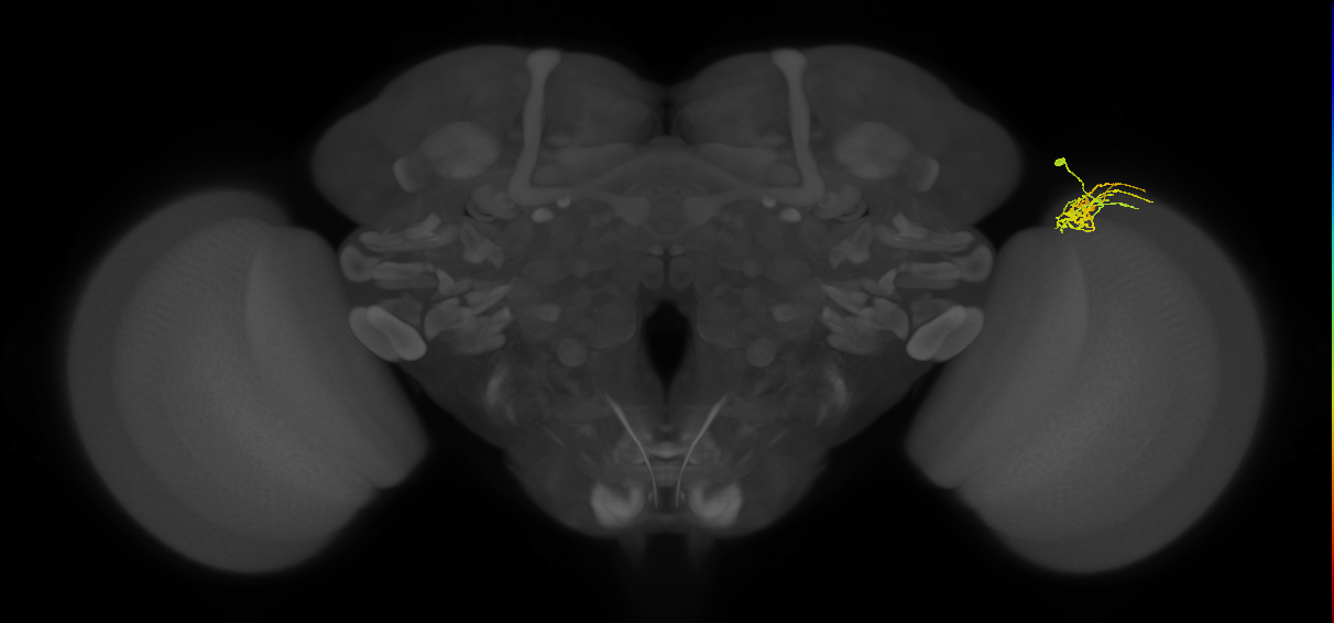 Dm11_R (MaleCNS:67354)