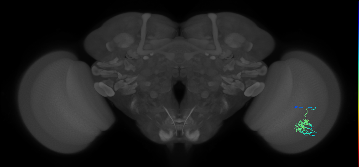 Dm11_R (MaleCNS:58420)