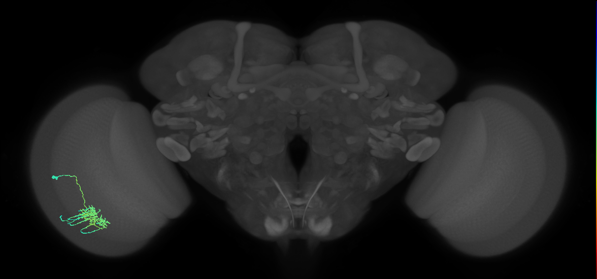 Dm11_L (MaleCNS:529853)