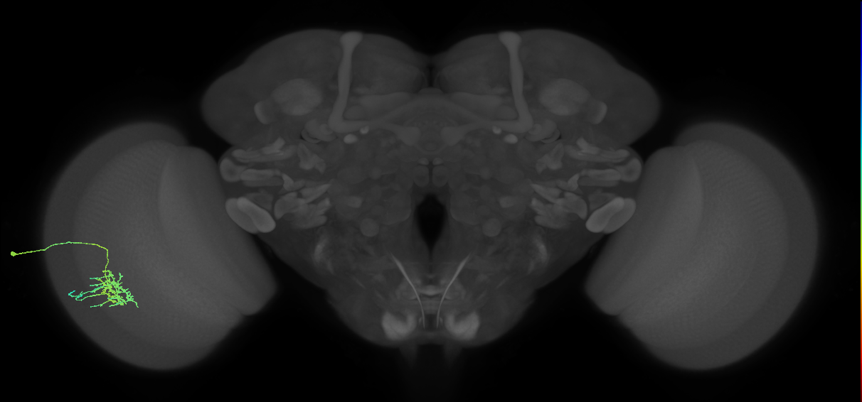 Dm11_L (MaleCNS:58436)