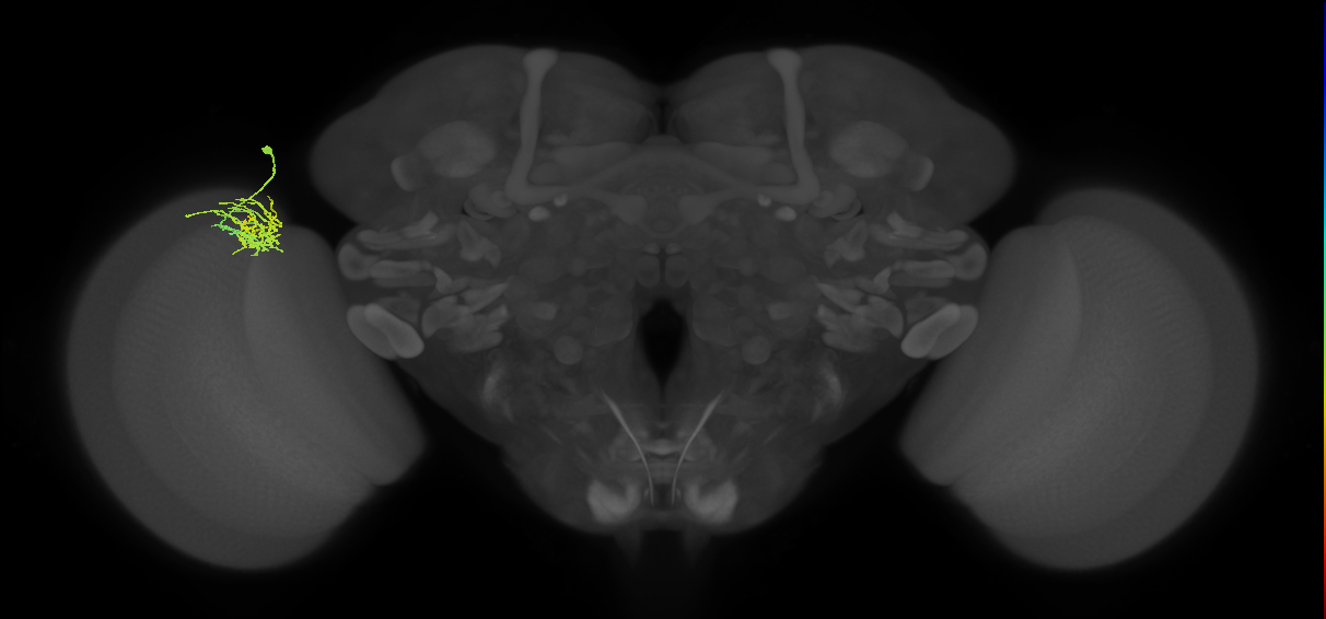 Dm11_L (MaleCNS:542845)