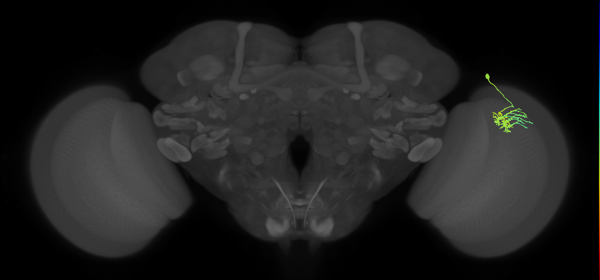 Dm11_R (MaleCNS:89520)