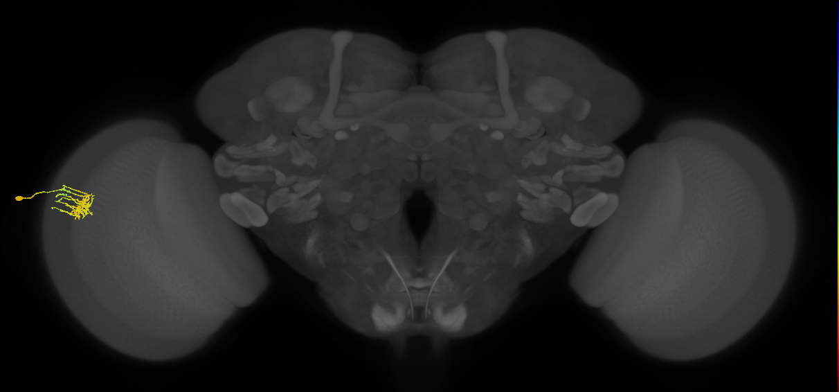 Dm11_L (MaleCNS:143327)