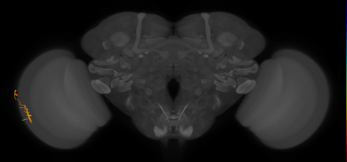 Dm11_L (MaleCNS:153946)