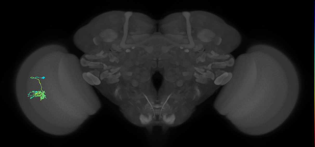 Dm11_L (MaleCNS:516481)