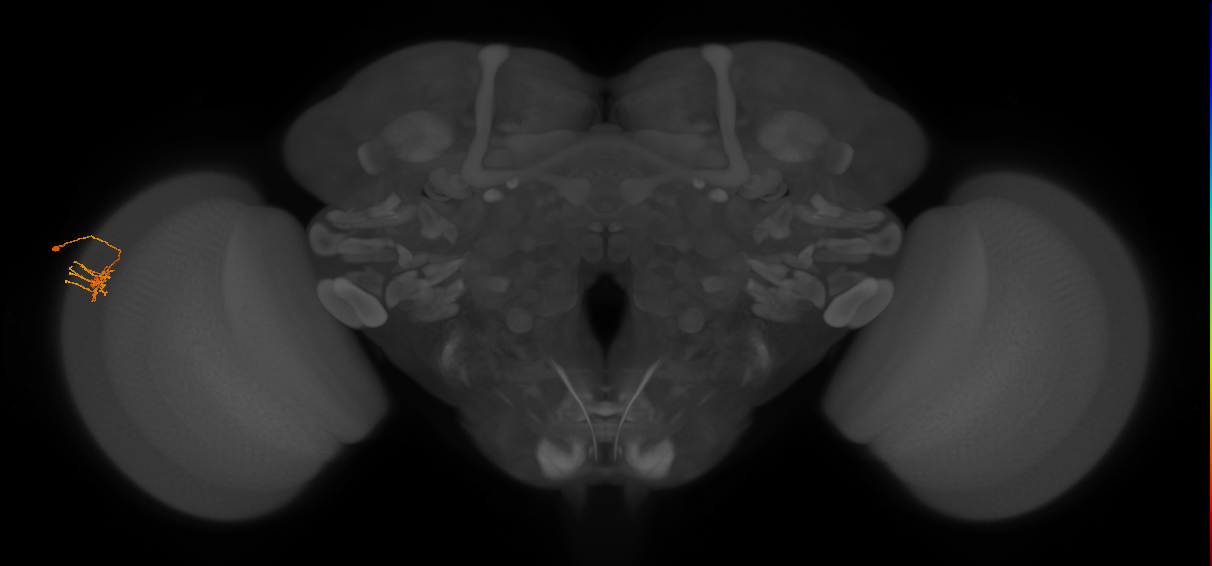 Dm11_L (MaleCNS:81297)