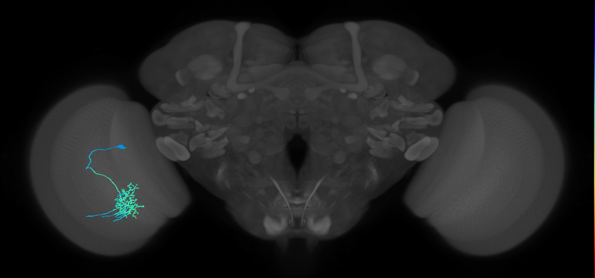Dm11_L (MaleCNS:60024)