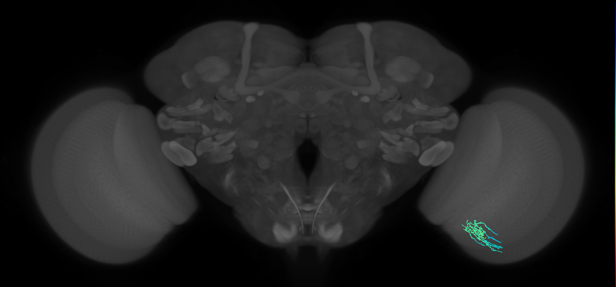 Dm11_R (MaleCNS:101735)