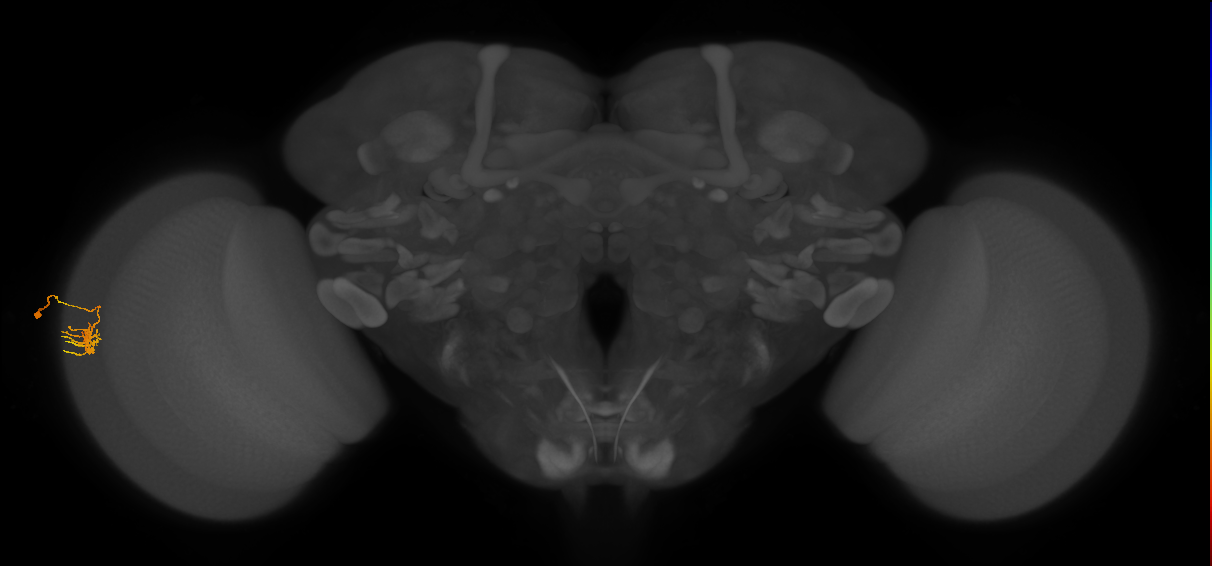 Dm11_L (MaleCNS:159980)