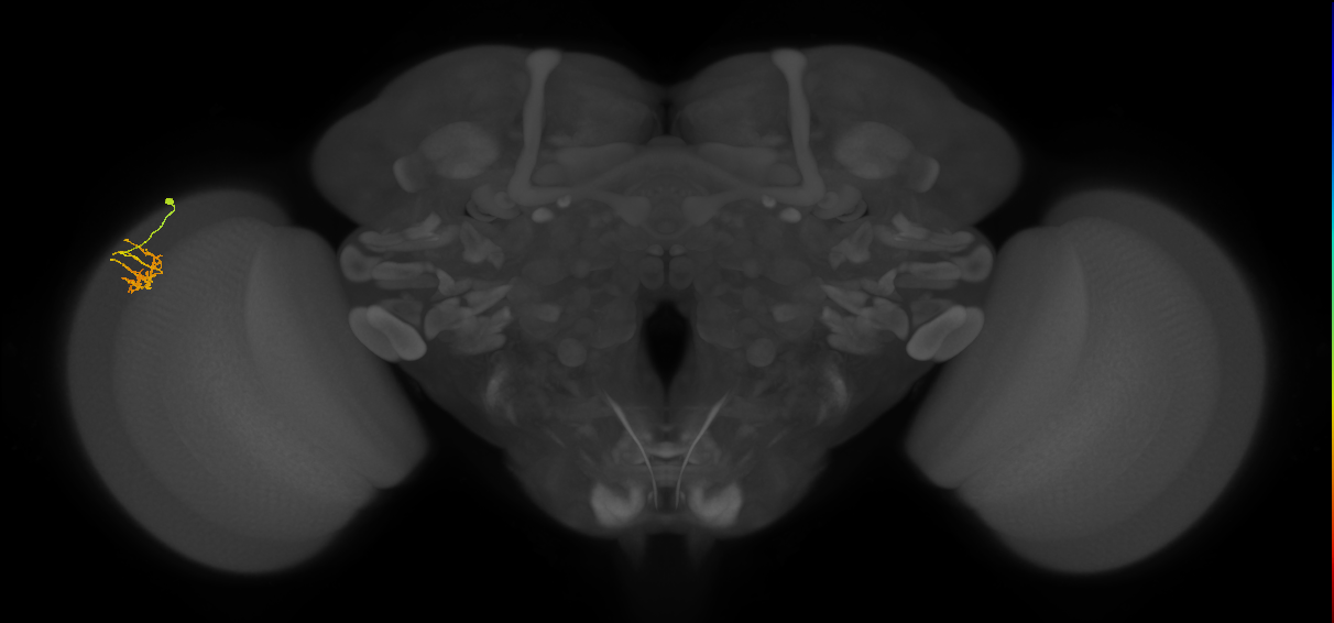 Dm11_L (MaleCNS:81878)