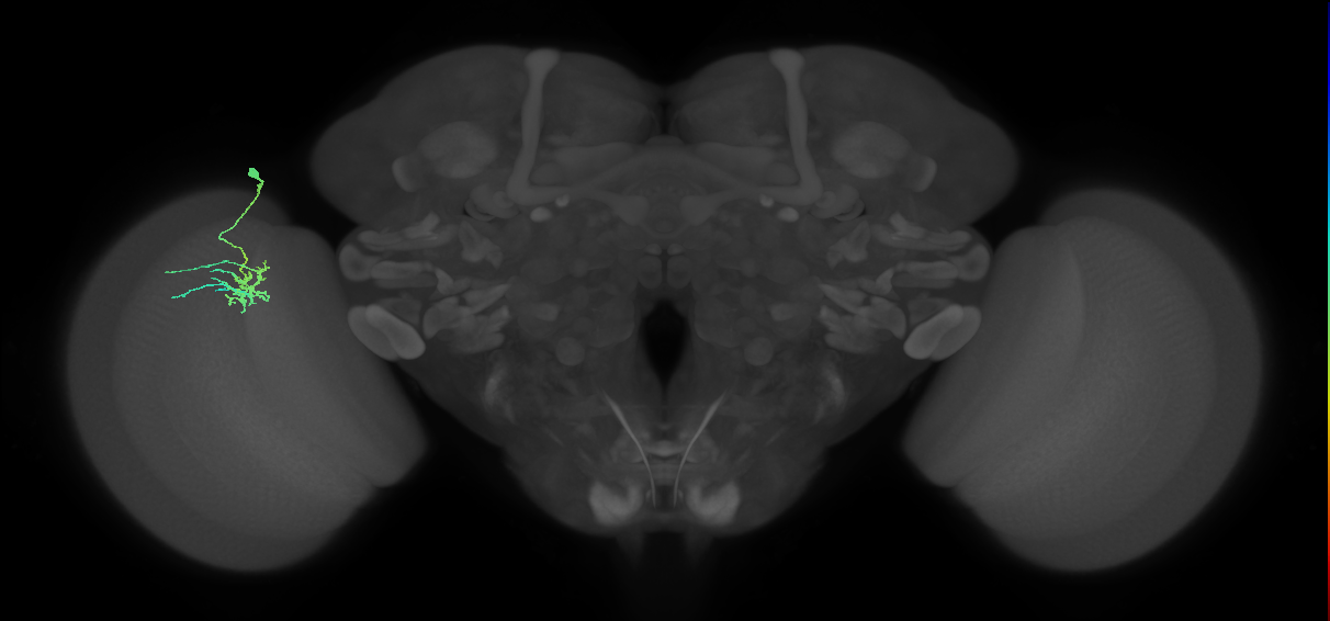 Dm11_L (MaleCNS:46051)