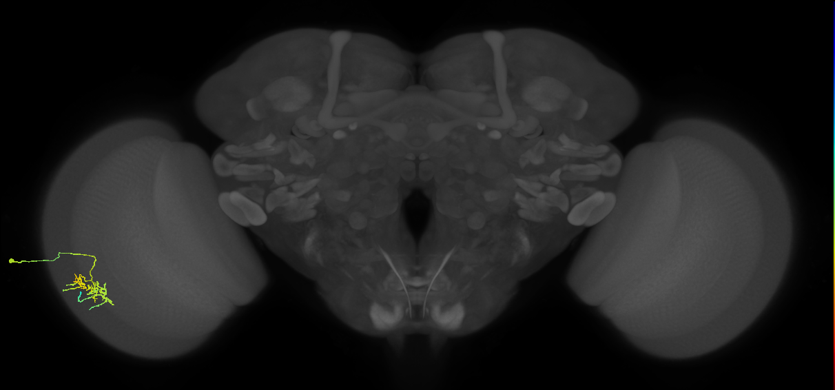 Dm11_L (MaleCNS:112204)