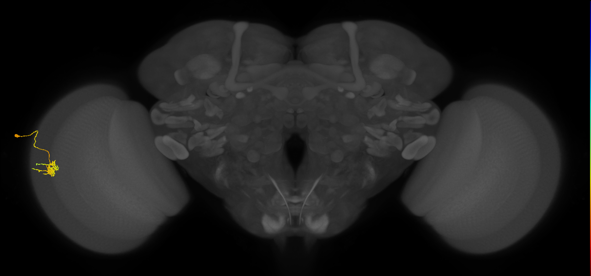 Dm11_L (MaleCNS:534890)