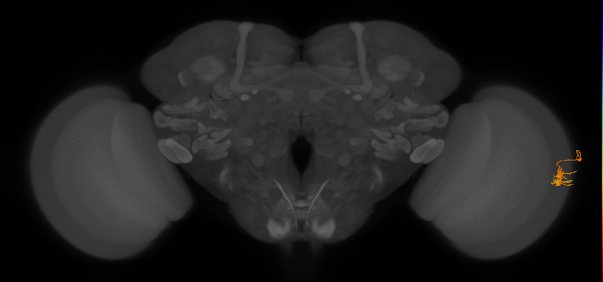 Dm11_R (MaleCNS:68297)