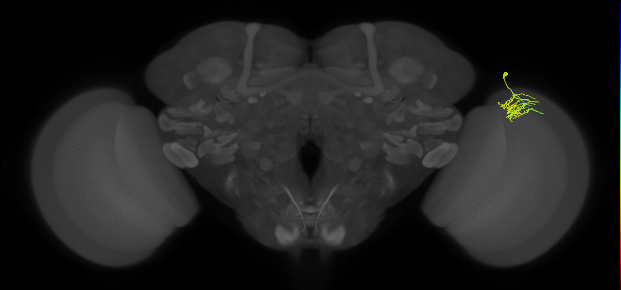 Dm11_R (MaleCNS:64276)