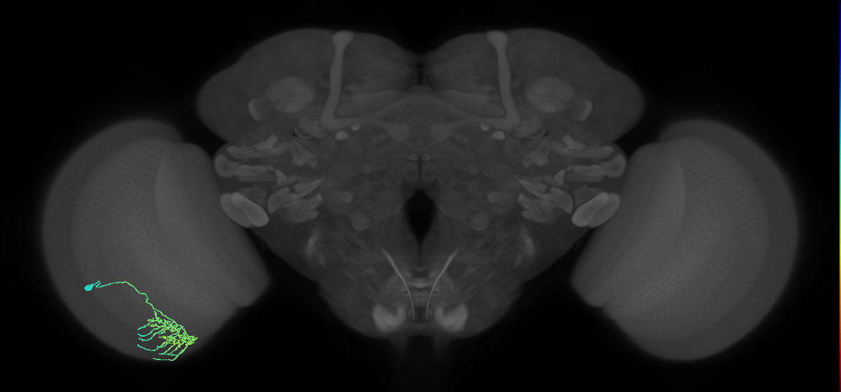 Dm11_L (MaleCNS:42461)