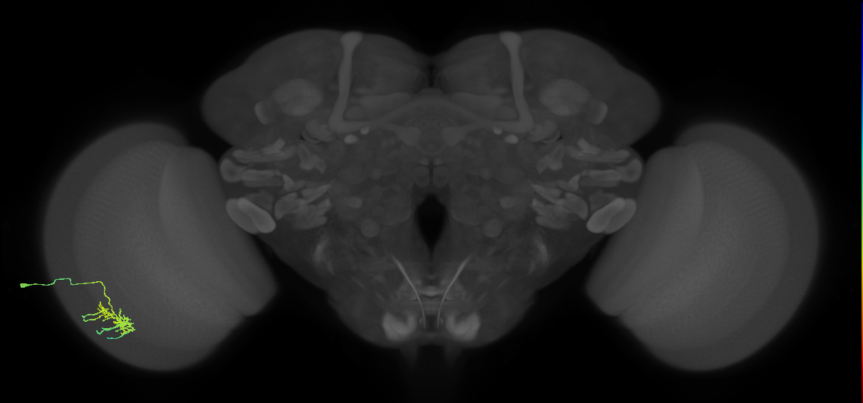 Dm11_L (MaleCNS:136903)