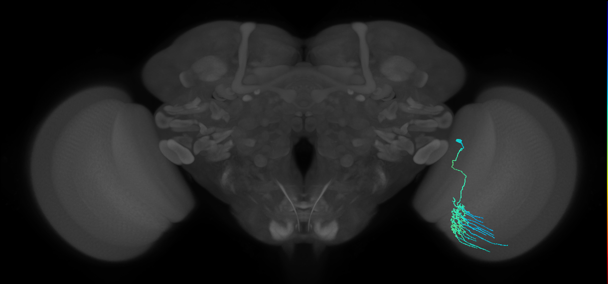 Dm11_R (MaleCNS:39296)