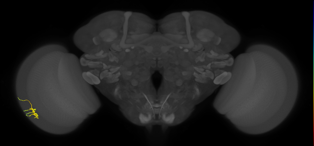 Dm11_L (MaleCNS:77751)