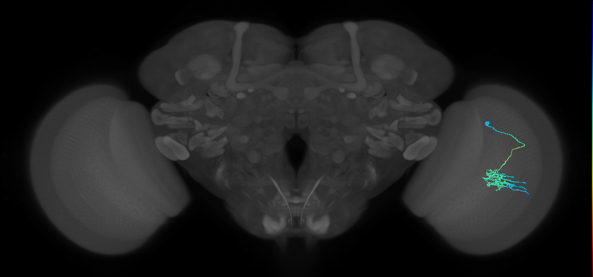 Dm11_R (MaleCNS:71825)