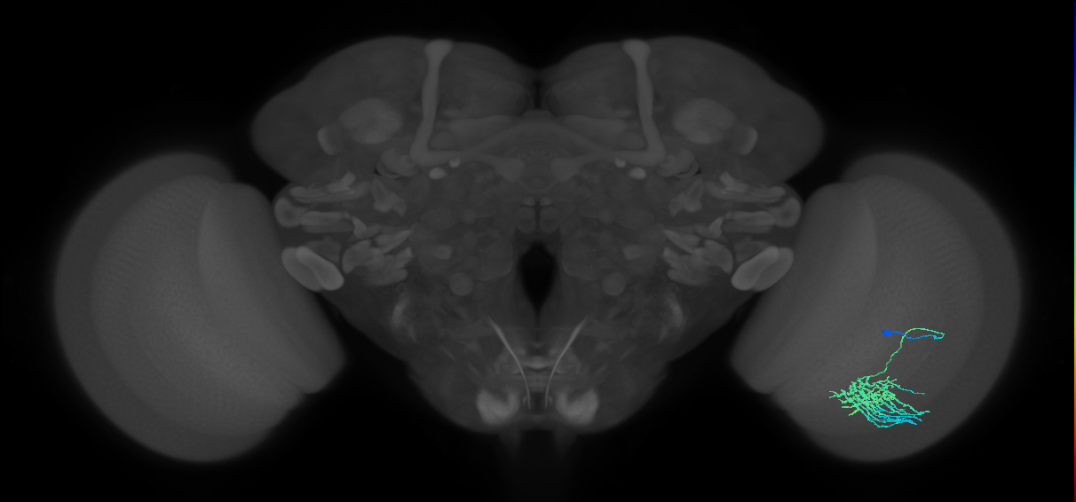 Dm11_R (MaleCNS:44596)