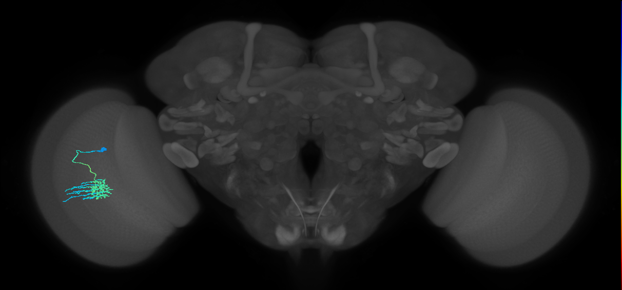 Dm11_L (MaleCNS:144711)
