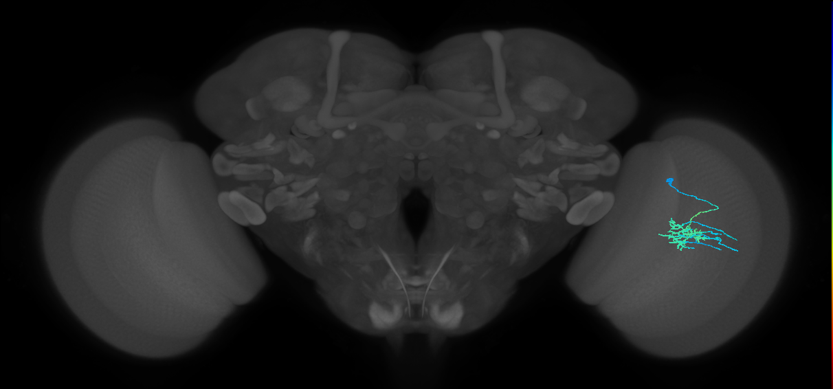 Dm11_R (MaleCNS:53805)