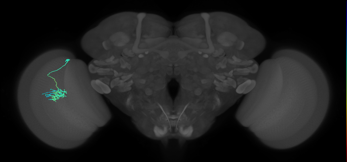 Dm11_L (MaleCNS:521184)
