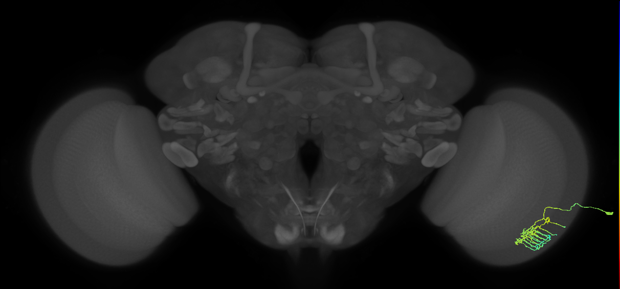 Dm11_R (MaleCNS:99045)