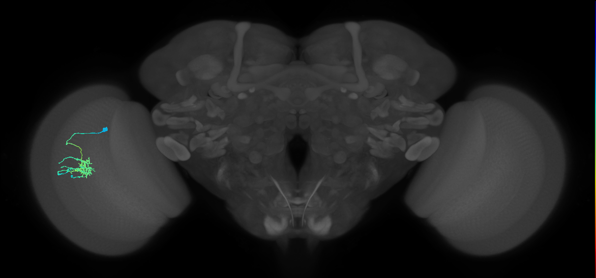 Dm11_L (MaleCNS:26188)