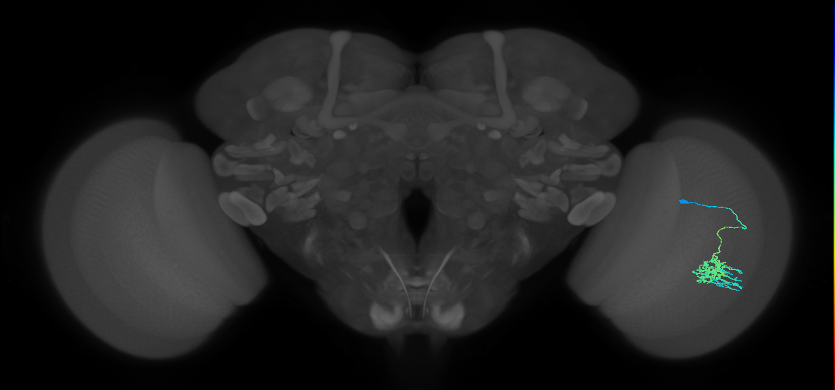 Dm11_R (MaleCNS:46160)