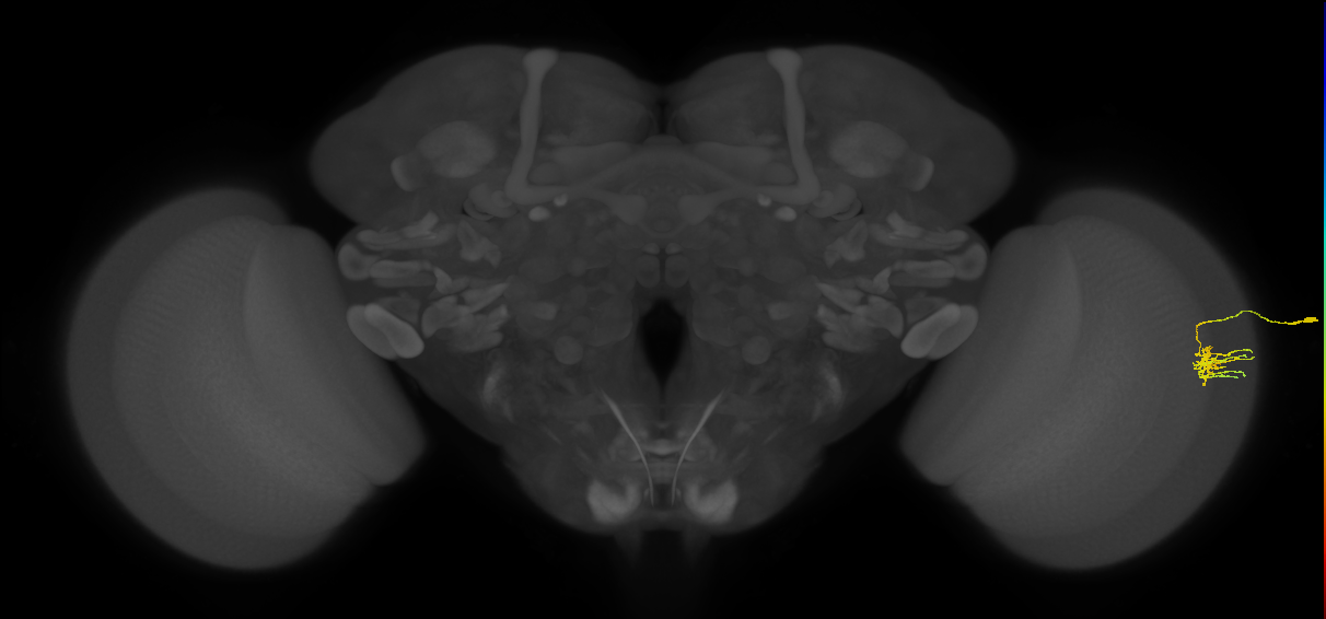 Dm11_R (MaleCNS:71187)