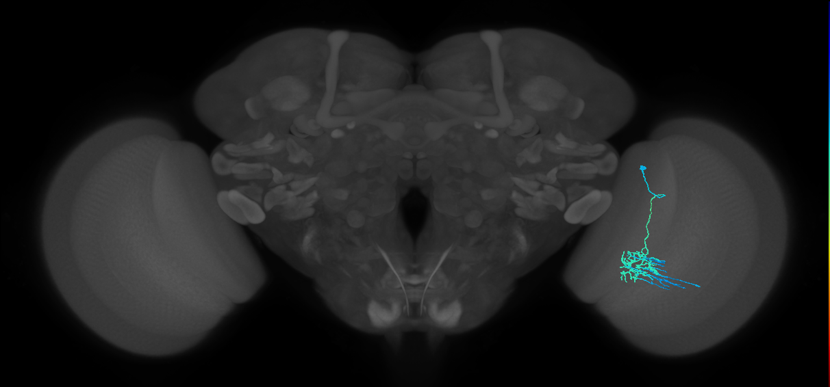 Dm11_R (MaleCNS:56544)