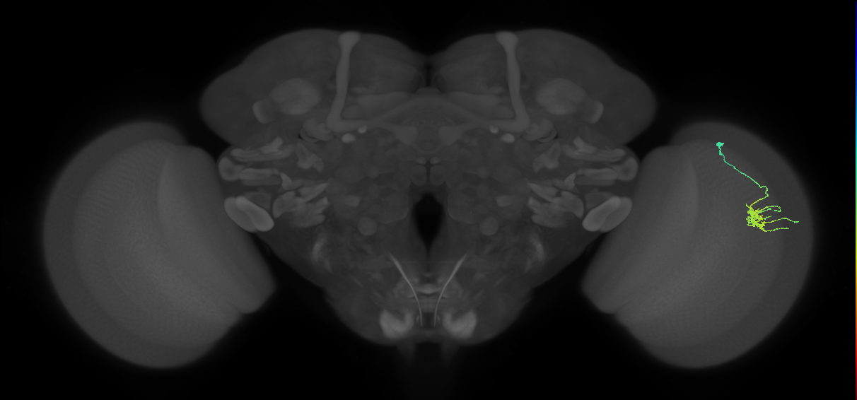 Dm11_R (MaleCNS:128071)