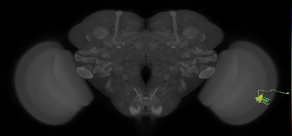 Dm11_R (MaleCNS:75495)