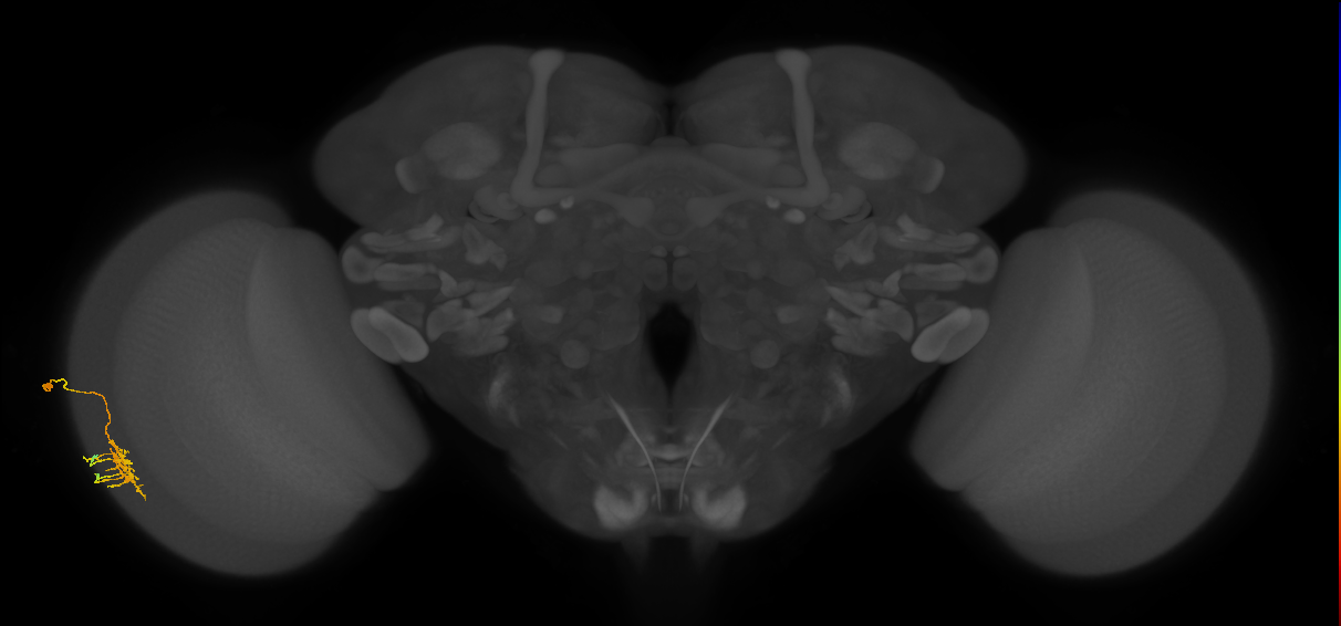 Dm11_L (MaleCNS:84371)