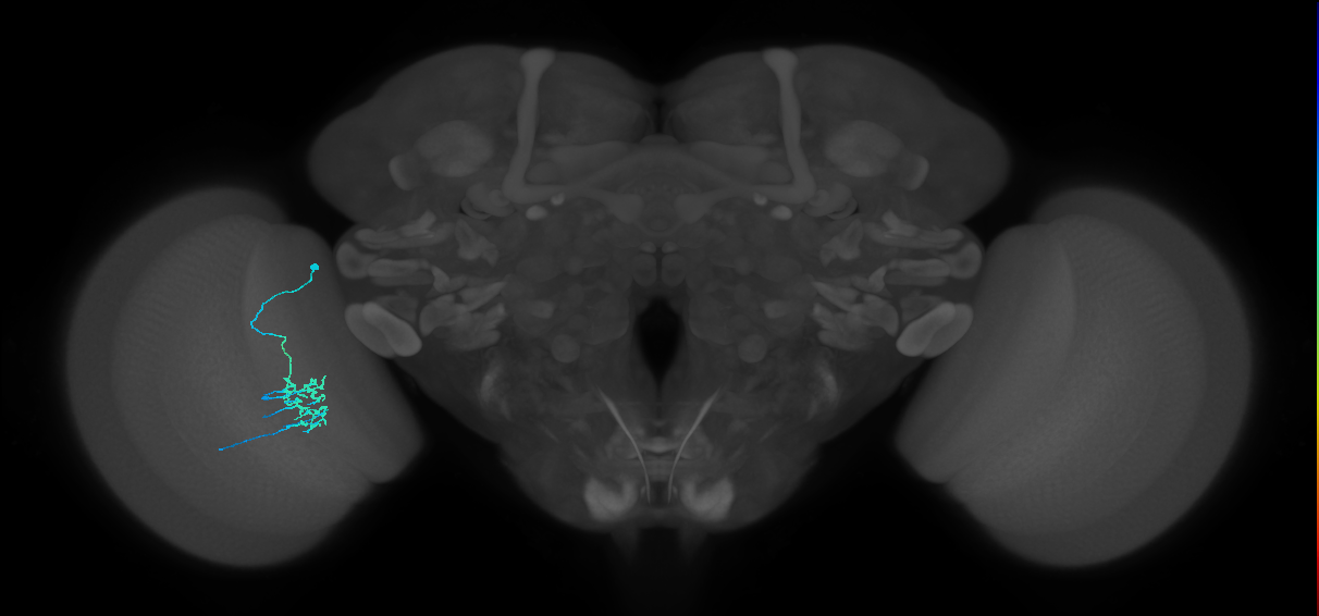Dm11_L (MaleCNS:190853)