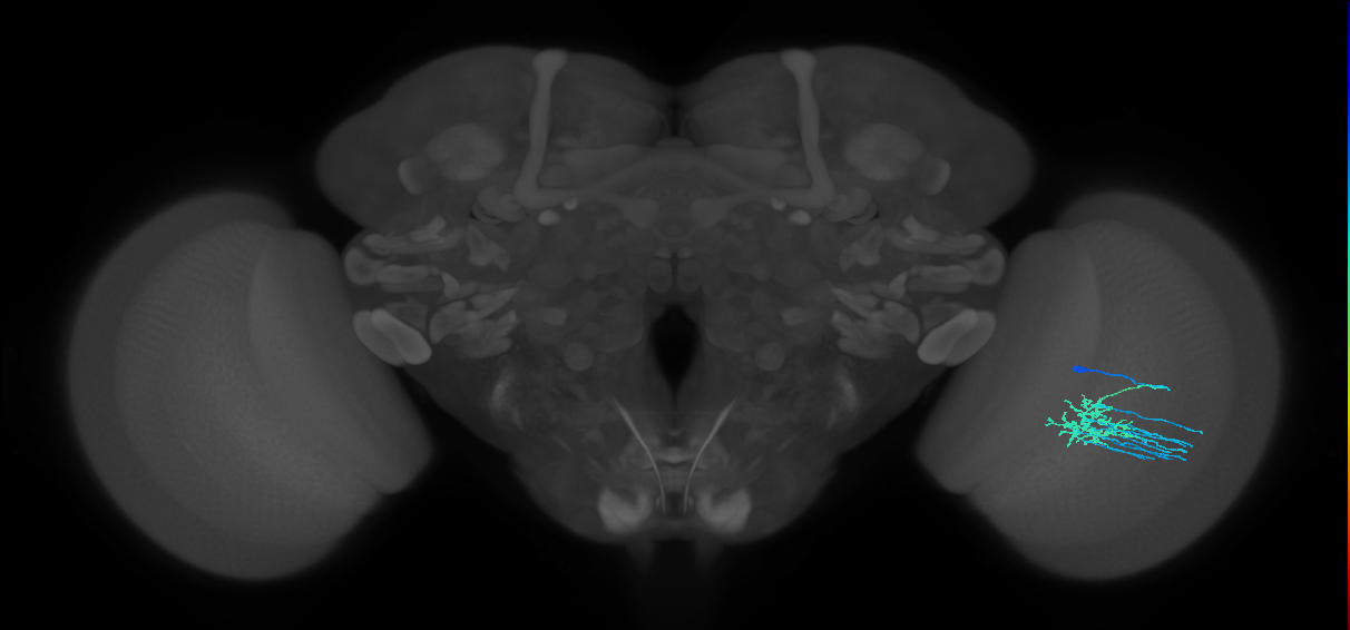 Dm11_R (MaleCNS:79181)