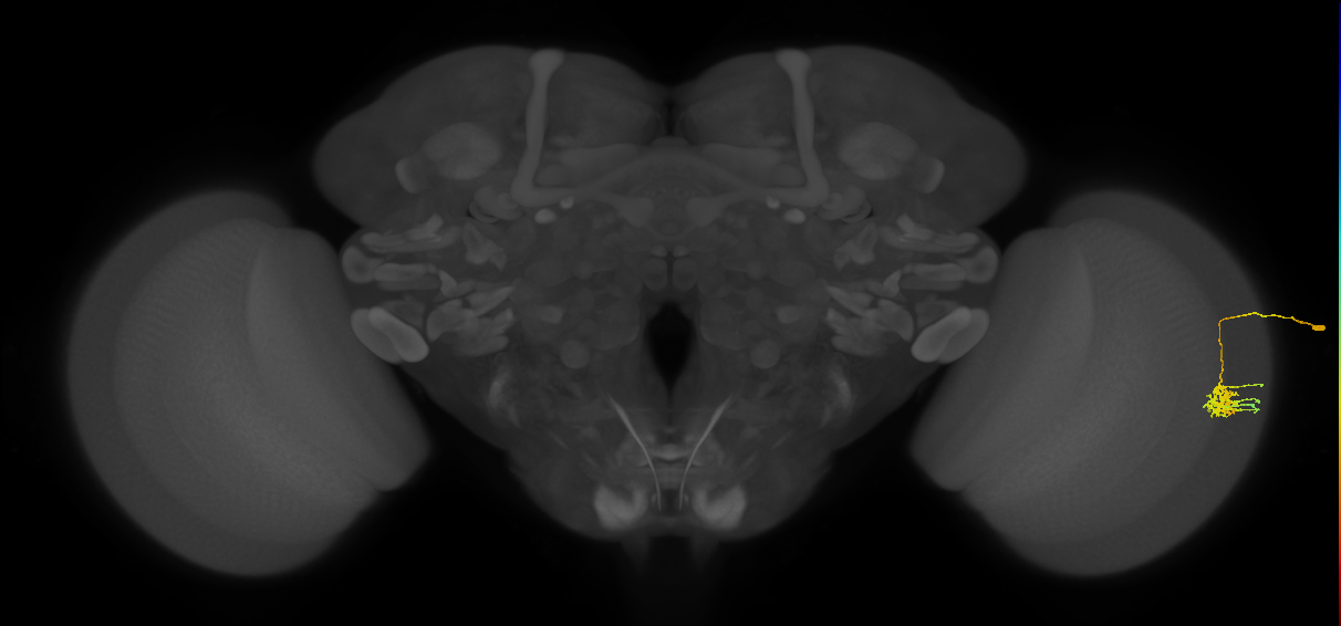 Dm11_R (MaleCNS:60358)