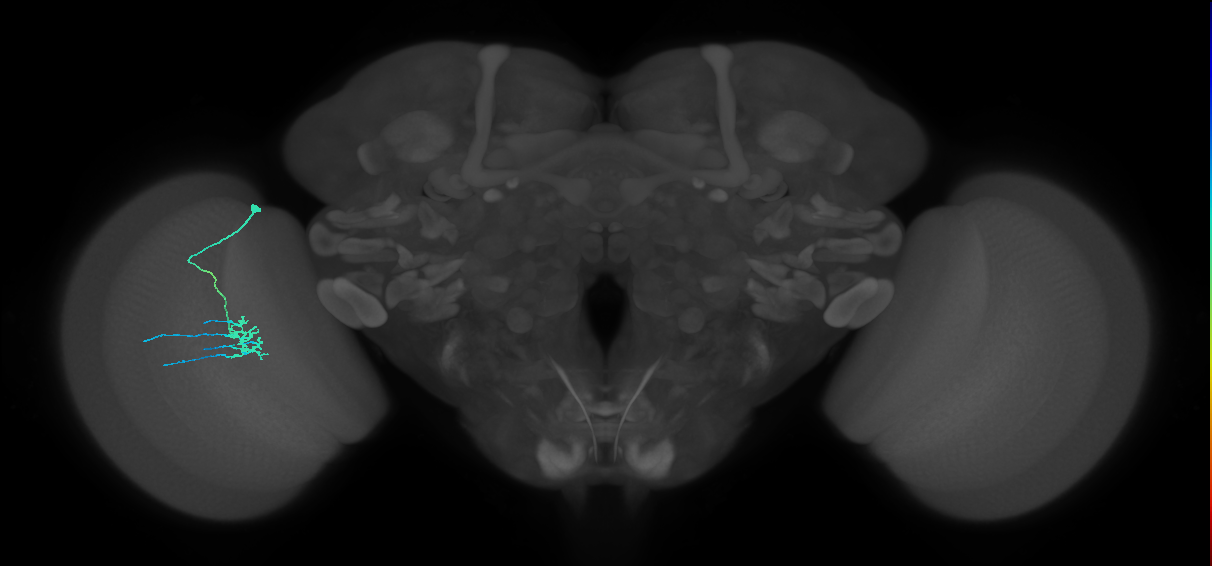 Dm11_L (MaleCNS:535517)