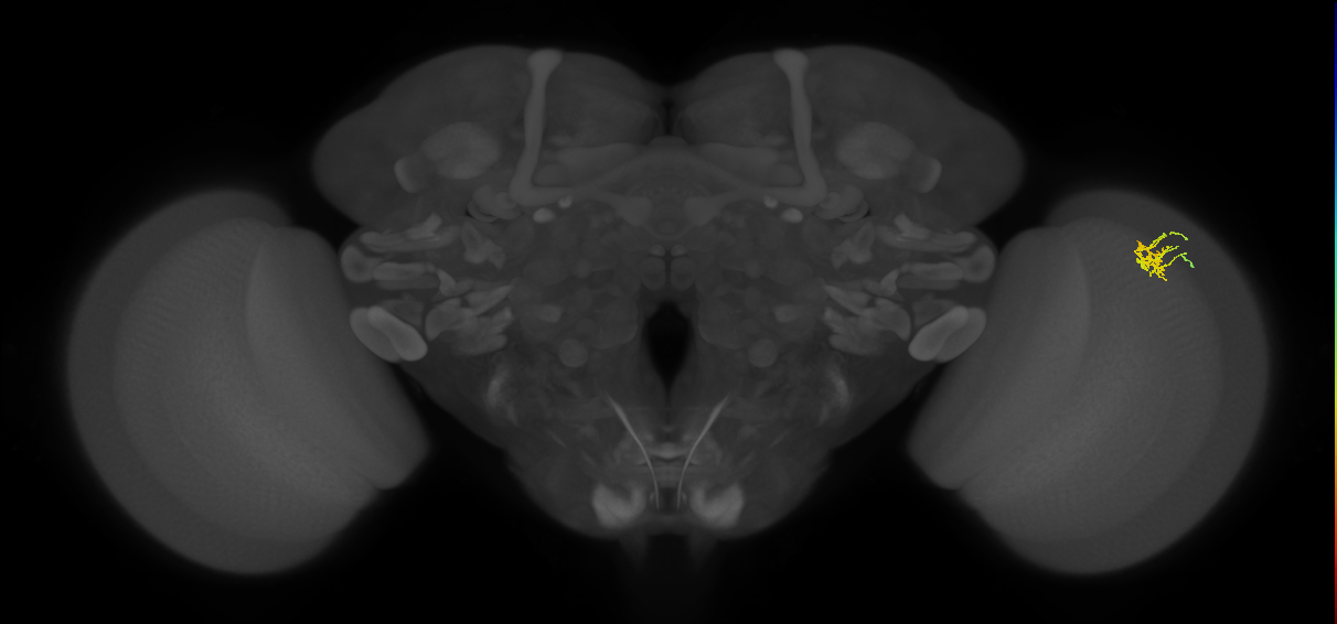 Dm11_R (MaleCNS:116707)